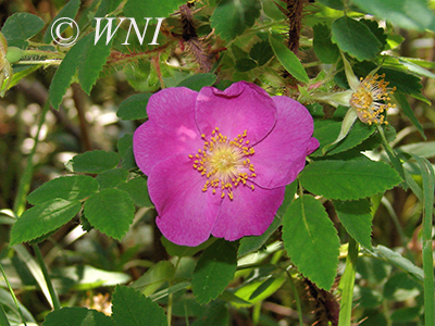 Prickly Rose (Rosa acicularis)